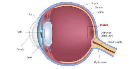 Diagram of Eye Showing Macula